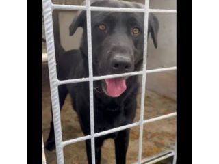 SIRIUS MIX LABRADOR CANE IN ADOZIONE