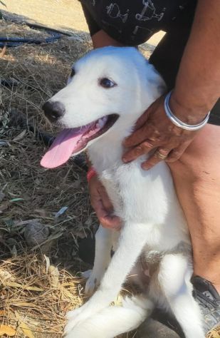 3femmine 5mesi medio grandi IN PERICOLO!! SOS CAGLIARI
