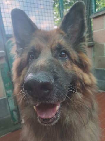 Maxx, bellissimo Pastore Tedesco adulto (a Milano) - Foto 4