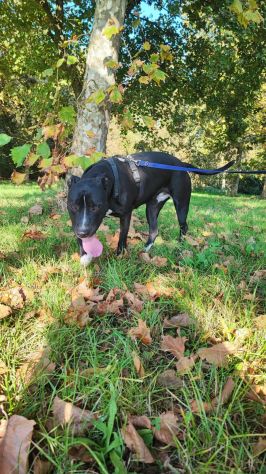 Pitbull femmina 5/6anni SUPER BUONA!! Sola in box 24.MANTOVA - Foto 5
