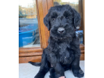 Cuccioli di Schnauzer Gigante