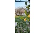 Terratetto in vendita a Comeana - Carmignano 120 mq  Rif: 1335983