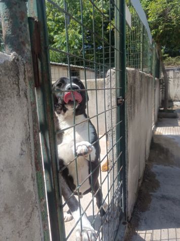SILVESTRO DOLCISSIMO CANE IN ADOZIONE - Foto 4