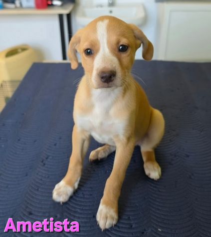 AMETISTA,cucciola mix volpino breton - Foto 6