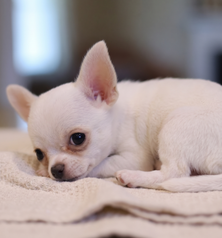 CHIHUAHUA TOY CUCCIOLI BIANCHI - pagamento agevolato - Foto 2