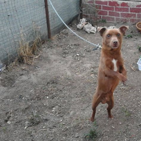 TOMMY, dolce cagnolino - Foto 3