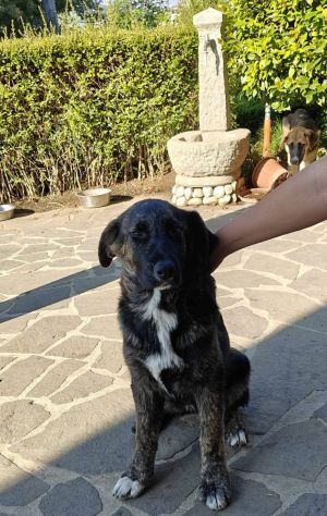 DANA E BERNA CUCCIOLE IN ADOZIONE - Foto 2