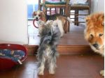 Addestratore educatore cinofilo e pensione in casa per cani