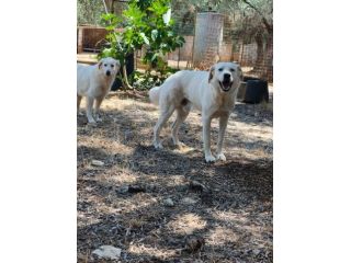 TOBIA E BIJOUX ❤️