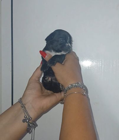 Cuccioli chihuahua - Foto 3