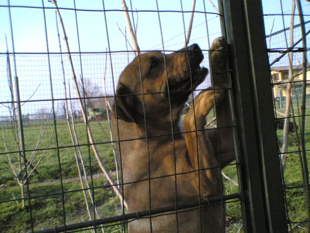 AMBROGINO, adorabile cagnolino - Foto 2