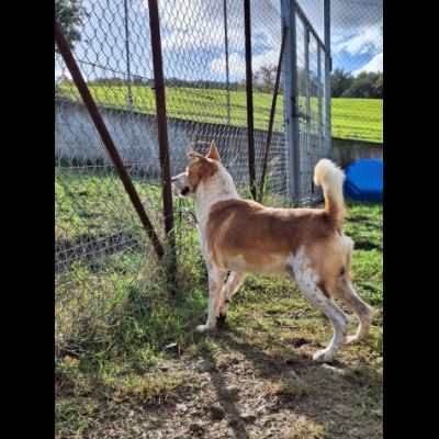 FELICE, 16 chili di dolcezza. CANE IN ADOZIONE - Foto 4