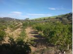 Appezzamento di terreno agricolo di mq 32.621 catastali ( uliveto di mq 17.644)