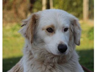 ISABELLA, dolce e indifesa cagnolina URGENTE