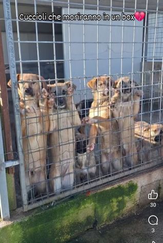 CUCCIOLI IN ADOZIONE taglia media - Foto 10