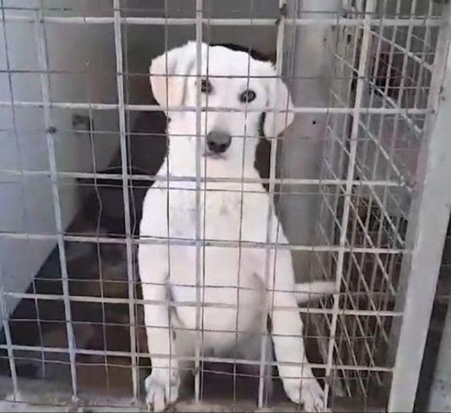 CLOUD E BECKS SIMIL LABRADOR : CAGNOLINI IN ADOZIONE - Foto 7