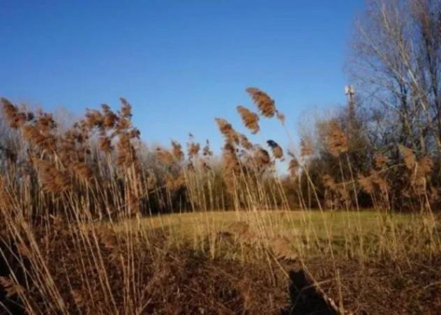 Immobile in asta di 58350 m² in vendita a Sermide e Felonica - Foto 6
