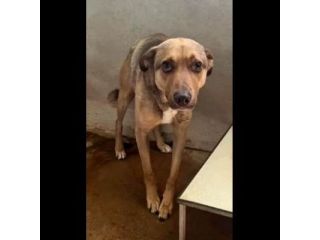 HIROITO, CERCHIAMO QUALCUNO CHE LEGGA NEL SUO CUORE CAGNOLINO IN ADOZIONE