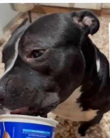 Amstaff/Bully 3anni SFIGATO URGENTE MIRACOLO!!!! MANTOVA - Foto 5