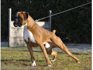 BOXER CUCCIOLI VENDO A MILANO