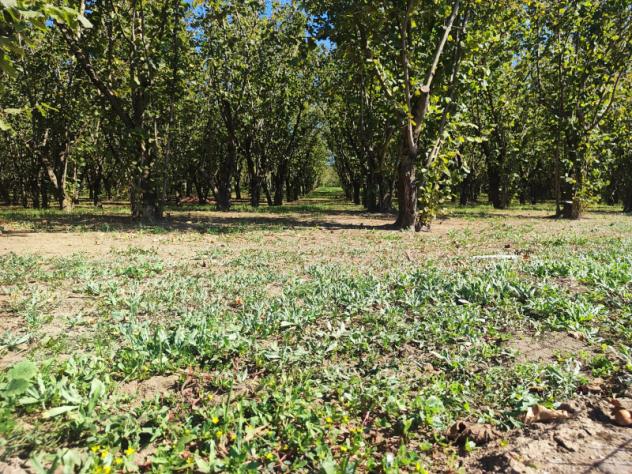 Agricolo in Via Bosco Magliano - Foto 8