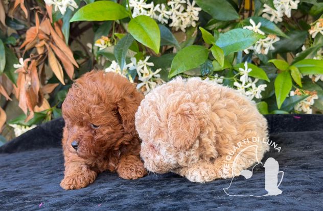Cuccioli Barboncino Toy – Genitori Testati e Campioni