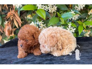 Cuccioli Barboncino Toy – Genitori Testati e Campioni