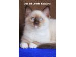 gattino dolcissimo razza Ragdoll