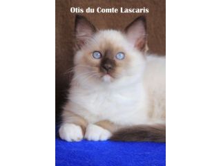 gattino dolcissimo razza Ragdoll