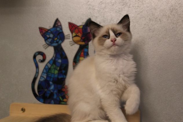 Ragdoll cuccioli - Foto 5