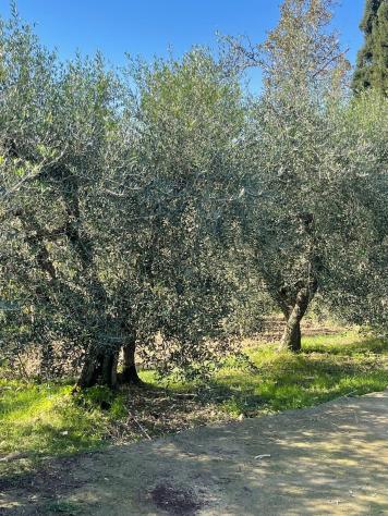 Annesso agricolo in vendita a Capannoli 127 mq Rif: 1349924 - Foto 8