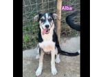 ALBA  BLACK  THOR  IVAN  CUCCIOLI IN ADOZIONE