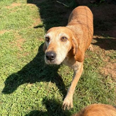 PLUTO simpatico segugio di coccole. CANE IN ADOZIONE tg media - Foto 4