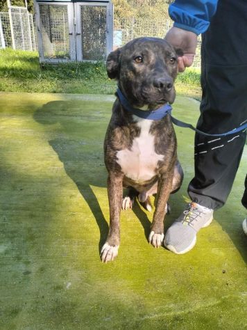 Apollo simil amstaff - Foto 3