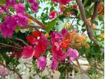 Cedesi attività di giardinaggio e florovivaismo avviata