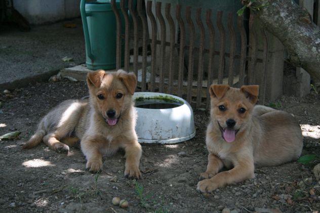 TONY e TIPPI, cucciolini affettuosissimi - Foto 5