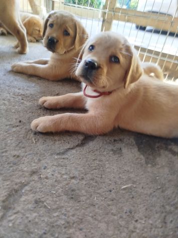 Cucciolo di Labrador Retriever - Foto 5