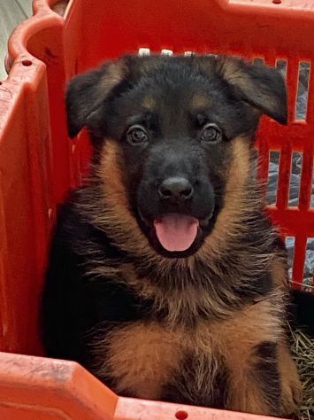 Cuccioli di pastore tedesco - Foto 3