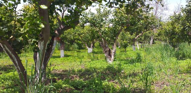 Terreno in vendita a Fiumefreddo di Sicilia - Foto 3
