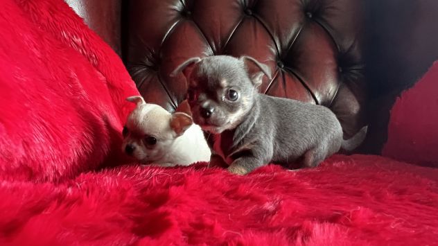 Cuccioli di Chihuahua - Fiumicino - Foto 2