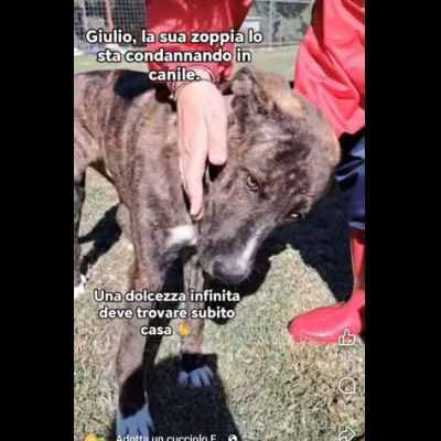 LA DOLCEZZA DI GIULIO, CANE IN ADOZIONE - Foto 4