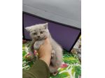 Cucciola gattina scottish straight lilak