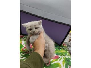 Cucciola gattina scottish straight lilak