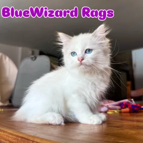 Cuccioli Ragdoll - Foto 3