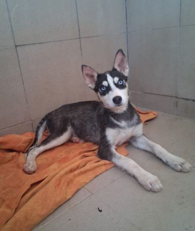 Simil husky in adozione - Foto 3