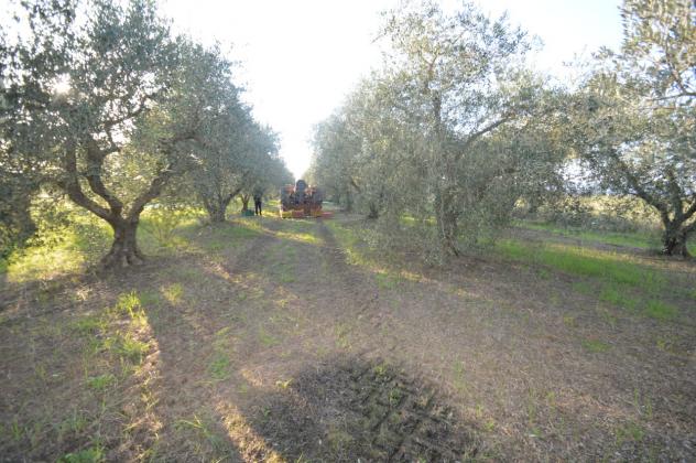 Seminativo in vendita a Grosseto - Foto 16