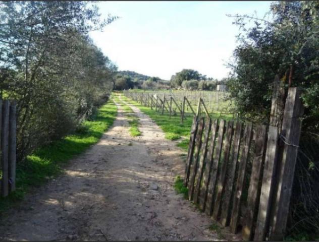 Immobile in asta di 258216 m² in vendita a Loiri Porto San Paolo - Foto 5