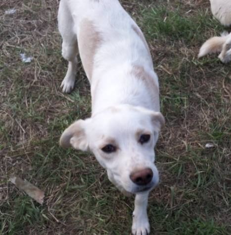 EIDEN, bellissimo e affettuoso cucciolotto - Foto 2