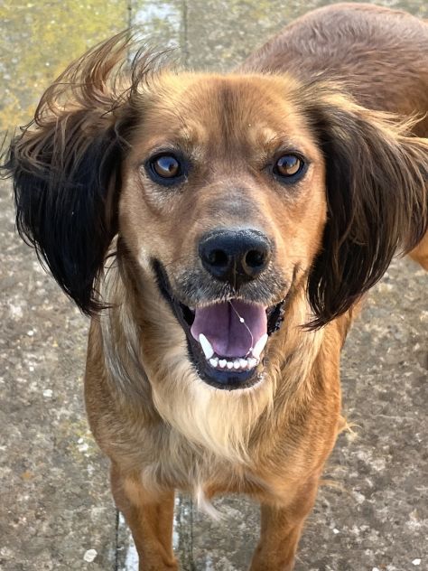 Aky un dolce e spiritoso cagnolino - Foto 8
