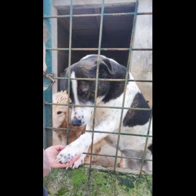 PETRA IL DOLORE DELL' ANIMA CAGNOLINA IN ADOZIONE